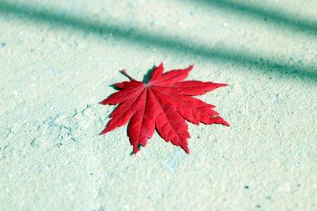 Nature leaf autumn