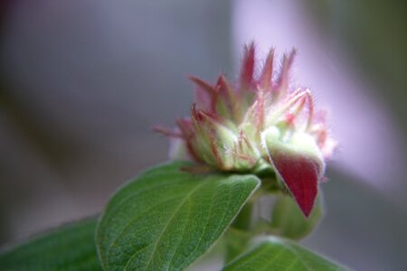 Small outbreak plant