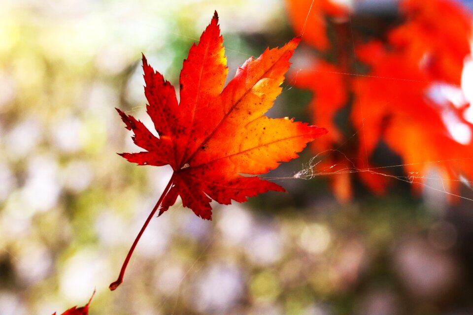 Nature leaf autumn