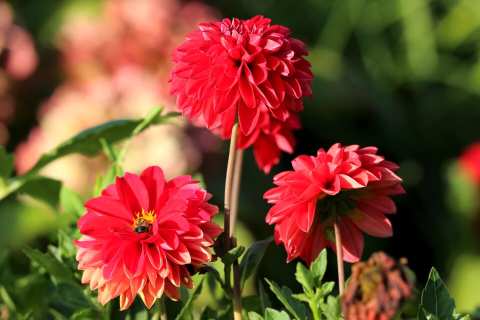 Colorful blooming blossom