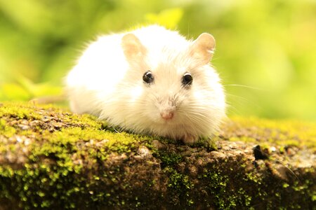 Whiskers animals hairy