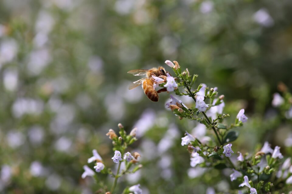 Flower mint pollinate
