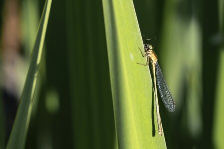 Dragonfly insect nature
