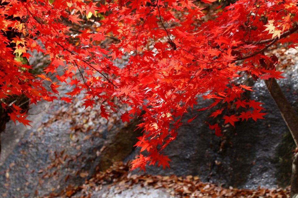 Nature leaf autumn