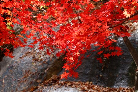 Nature leaf autumn