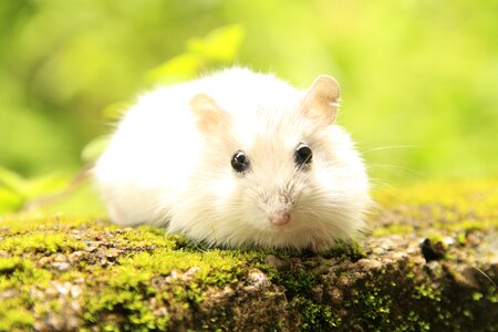 Pet rodent creature