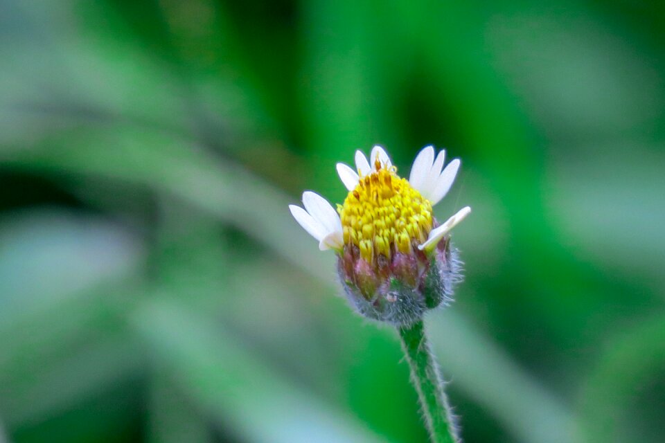 Color green bud