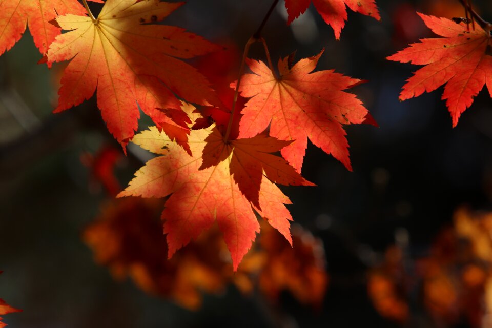 Nature leaf autumn