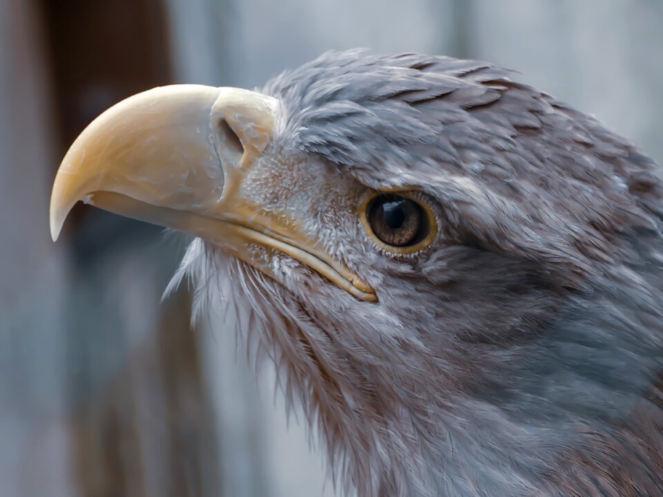 Animal feather head