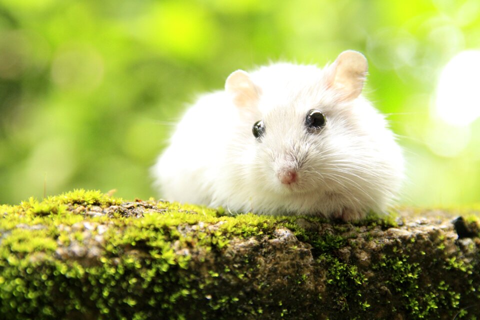 Pet rodent creature