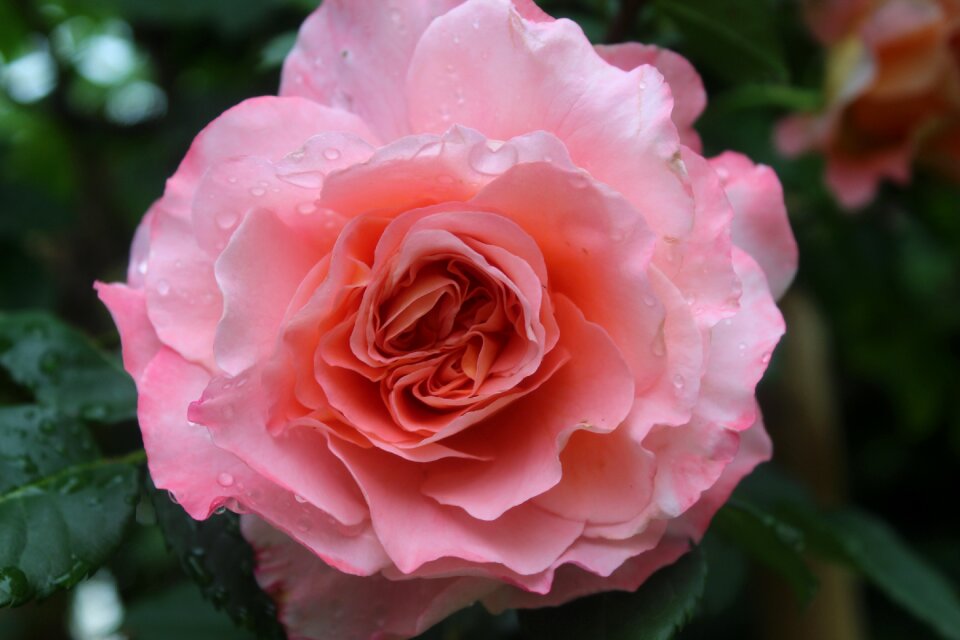 Filled rose open rose romantic