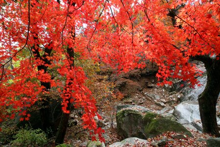 Nature leaf autumn