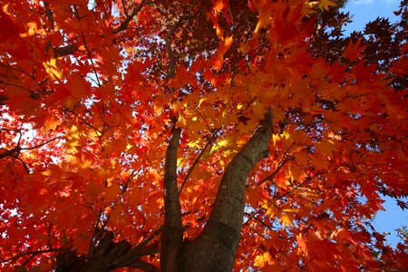 Nature leaf autumn photo