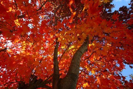 Nature leaf autumn