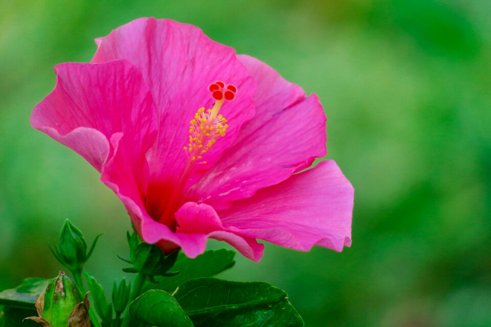Petal color green