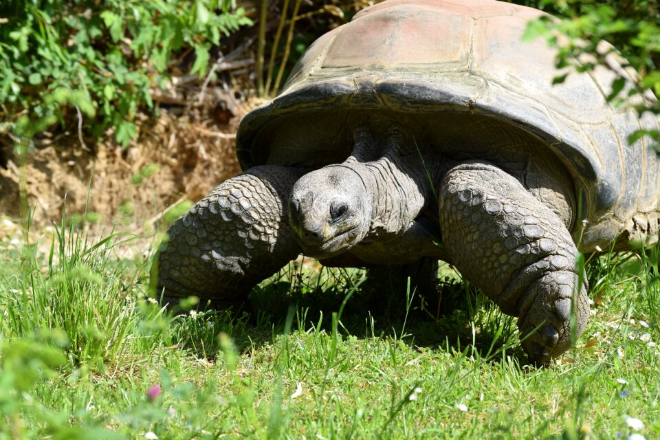 Giant reptile animal