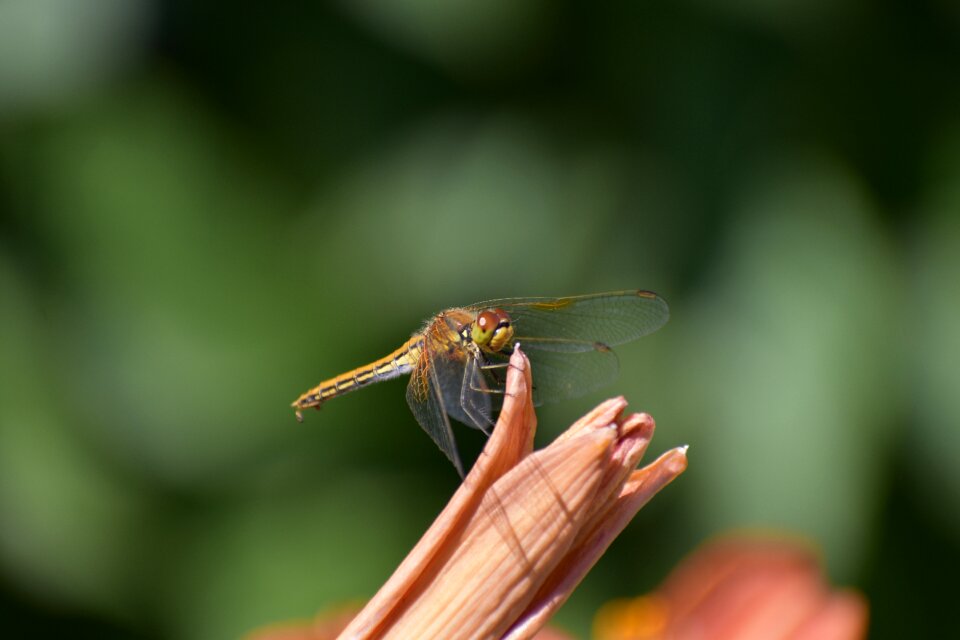 Macro nature wing