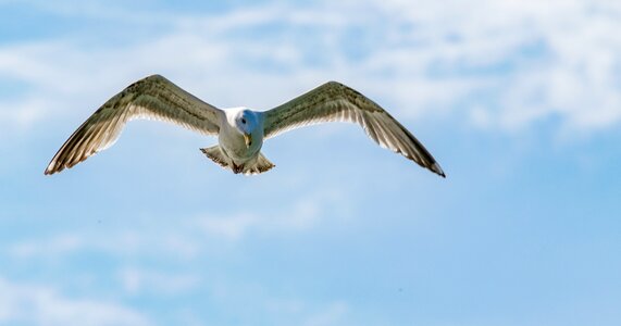 Sky freedom seagull photo