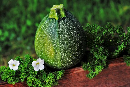 Plant summer bio