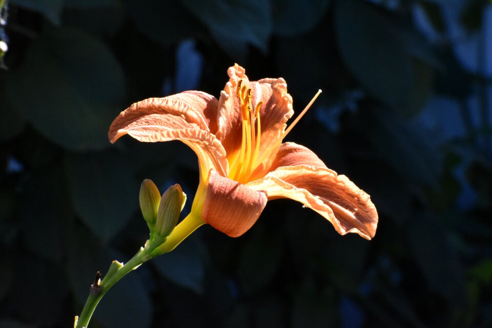 Background flower nature