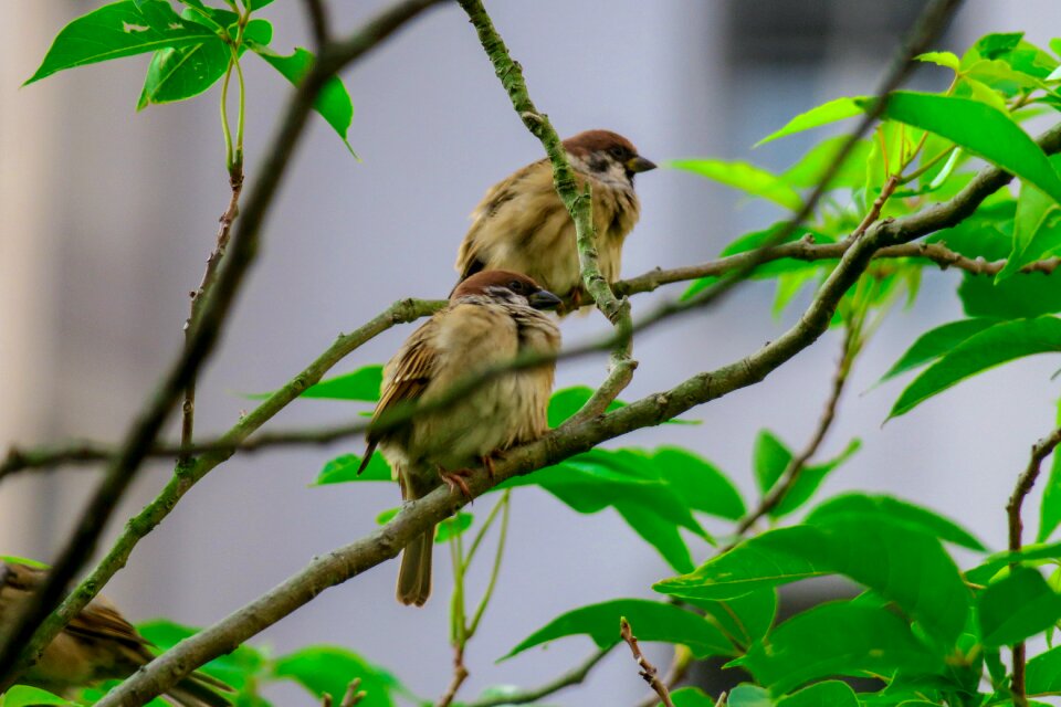 Stone sparrow beak