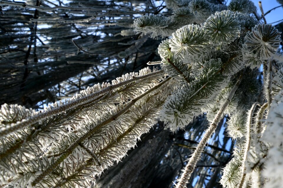 Frozen nature ice