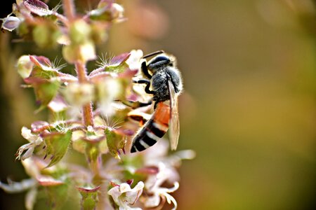 Macro insect honey bee
