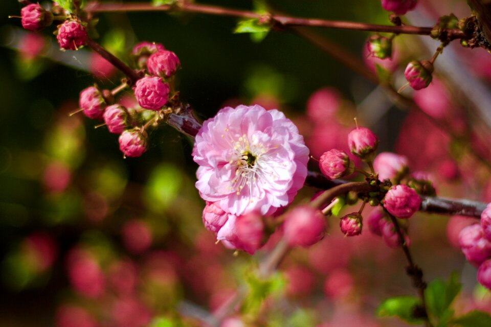 Nature floral plant
