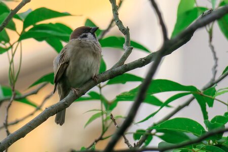 Stone sparrow beak