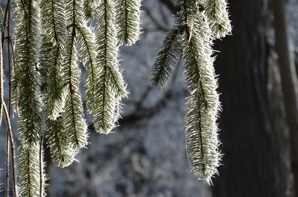 Frozen nature ice