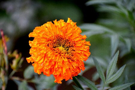 Nature blossom plant