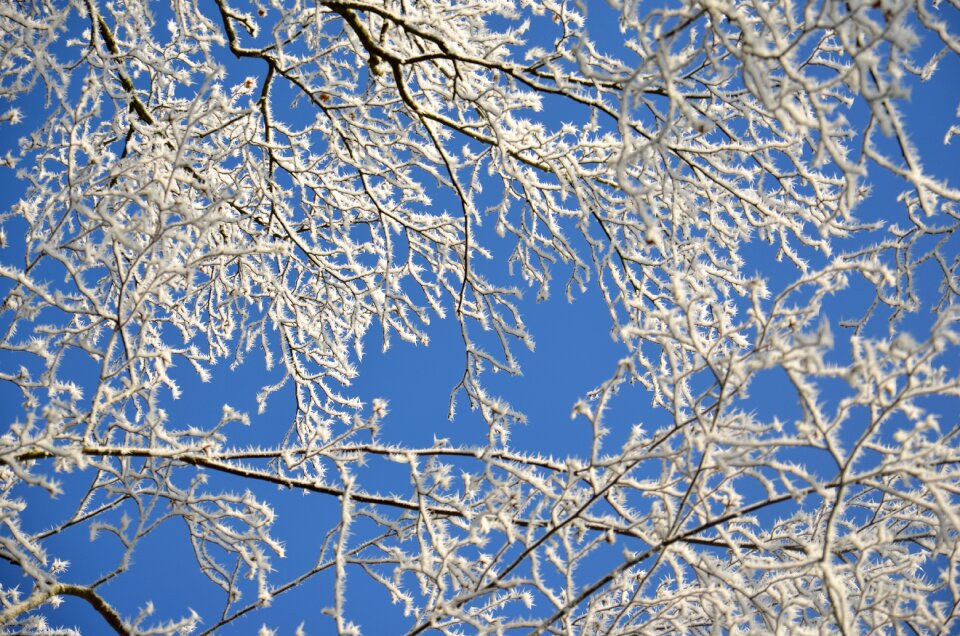 Frozen nature ice