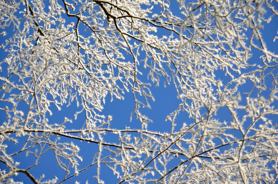 Frozen nature ice photo