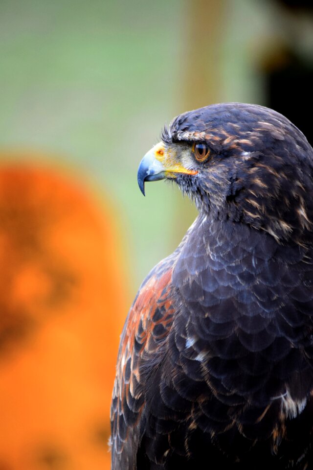 Falcon raptor falconry