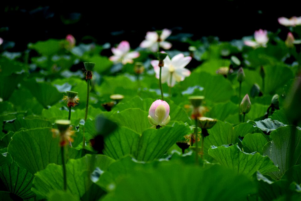 Blossom nature buddhism