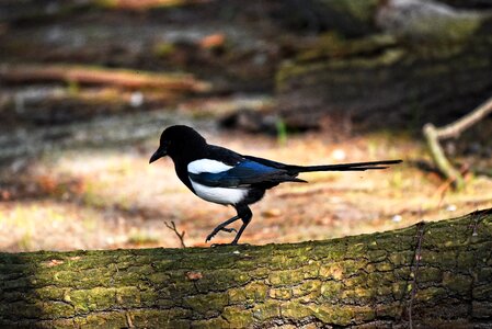 Eurasian magpie pica pica corvidae