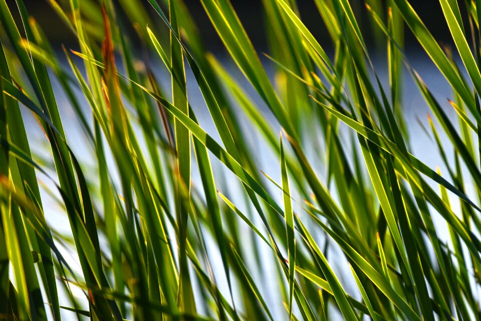 Shore vegetation water river