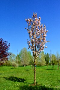 Bloom nature grass