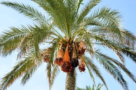 Wedel palm fruits fruits photo