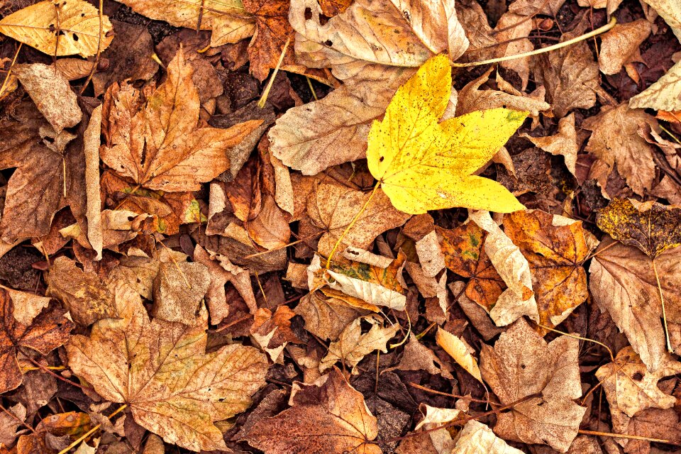 Yellow brown fall foliage
