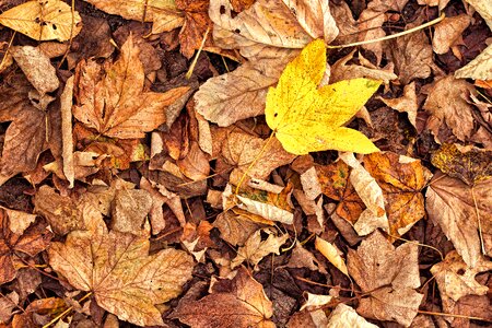 Yellow brown fall foliage photo