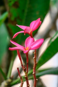 Flowering plant fresh