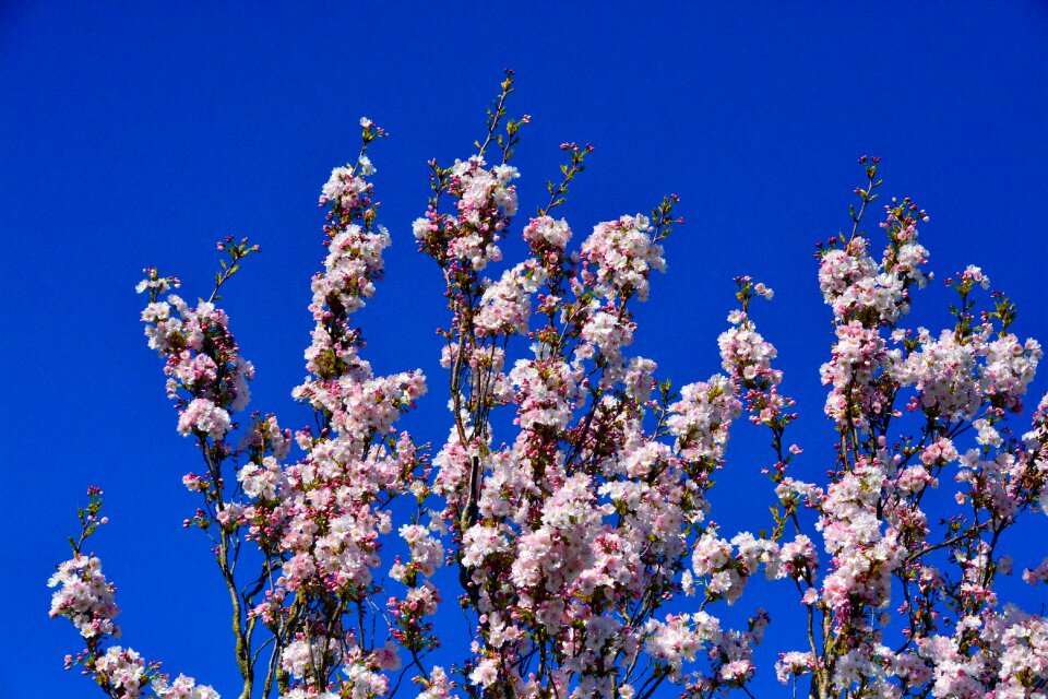 Bloom nature summer