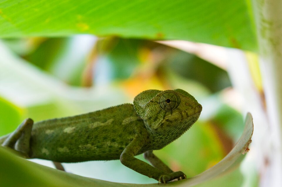 Iguana creature wildlife