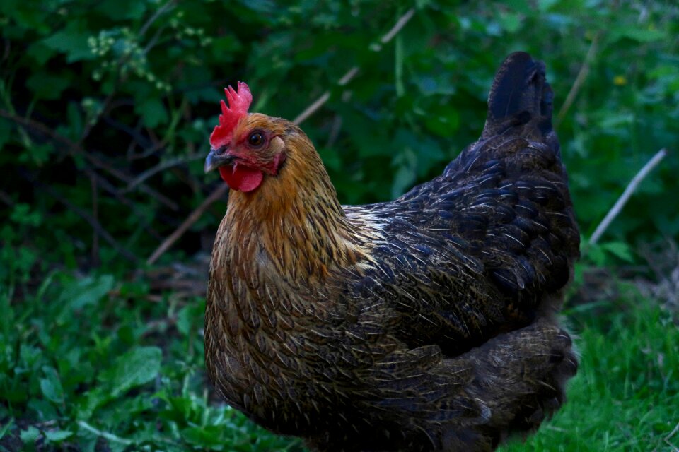 Feather hen free range