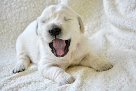 Yawn of puppy animal portrait