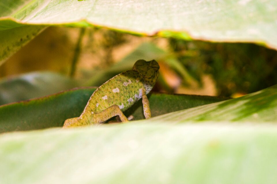 Iguana creature wildlife