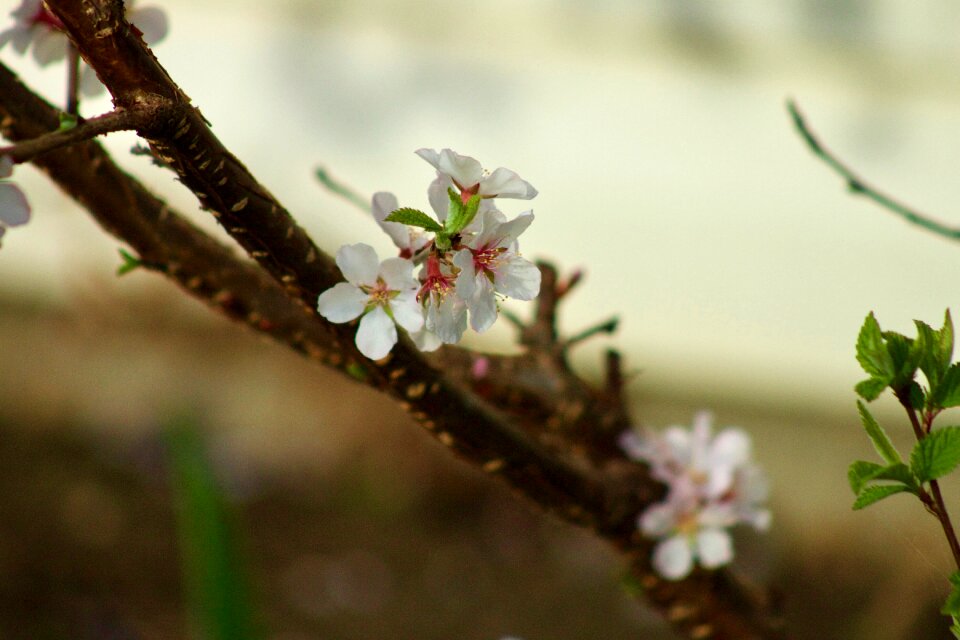 Blossom white tree