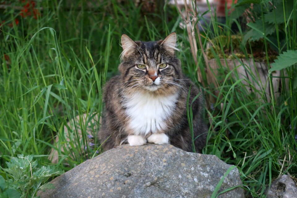 Garden domestic cat pet