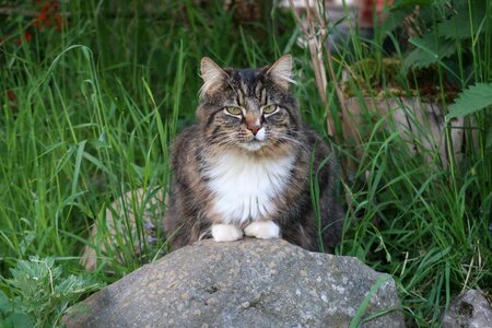 Garden domestic cat pet photo